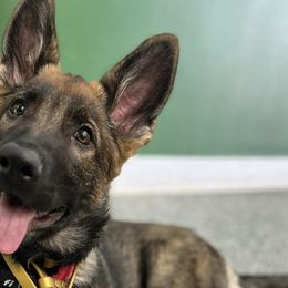 German Shepherds from Moosehill Haus Shepherds