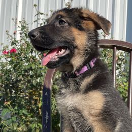 Purple Girl - German Shepherd puppy from American Viking GSD