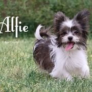 Alfie - Brown male Mi-Ki puppy in Elizabeth, Colorado from Royal T Mi-Kis