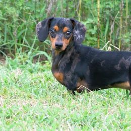 Dachshunds from MJ Lil’ Cherokee Paws