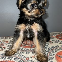 Morkie Puppies from McConnell’s Morkies