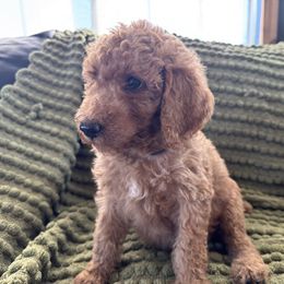 Adam - Cream male Poodle puppy in Chipley, Florida from Nokoluma