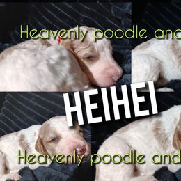 Heihei - Parti male Poodle puppy in Lancaster, California from Heavenly poodle and doodle