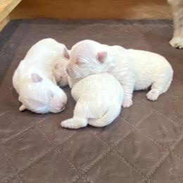 Boy 2 - White male West Highland White Terrier puppy in Idabel, Oklahoma from Ravens Nest Westies