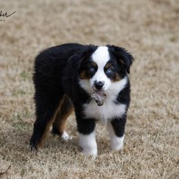 Miniature American Shepherd Puppies from RayneMaker Miniature American Shepherds