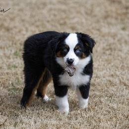 Miniature American Shepherd Puppies from RayneMaker Miniature American Shepherds