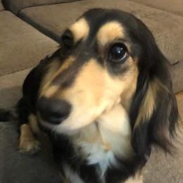 Lilley - Dachshund