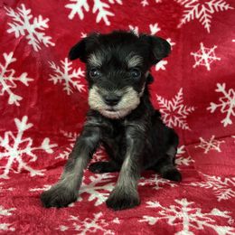 Cupid Genetically Clear - Black and silver male Miniature Schnauzer puppy in Klingerstown, Pennsylvania from Clay Hill Kennels