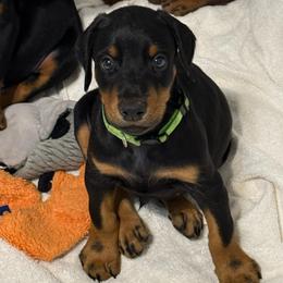 Green Collar - Blue and rust male Doberman Pinscher puppy in Lake City, Florida from Paintedcrazy Doberman Pinchers