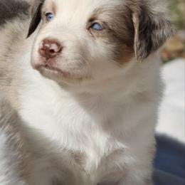 Butterscotch - Red merle female Australian Shepherd puppy in Laurel, Mississippi from Reeves Australian Shepherds