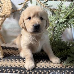Girl 3 - female Golden Retriever puppy in Lynn, Indiana from Four Seasons