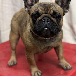 Remembrance - French Bulldog