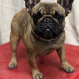 Remembrance - French Bulldog