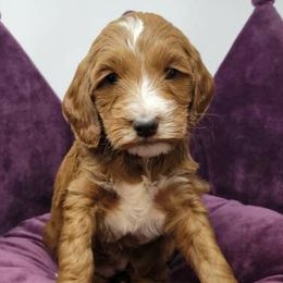 Pink Female - Apricot female Goldendoodle puppy in Great Falls, Montana from Montana Goldendoodles