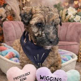 Remi - Wheaten male Whoodle puppy in Knoxville, Tennessee from Fleury Farm Doodles TN