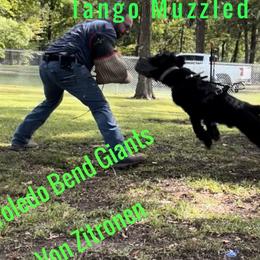 Tango - Giant Schnauzer
