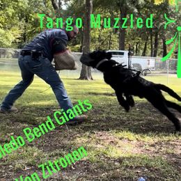 Tango - Giant Schnauzer