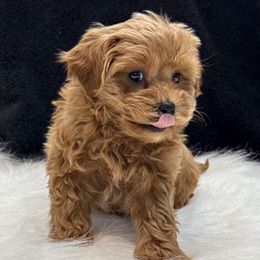 Crimson - Red male Yorkipoo puppy in Lebanon, Kentucky from Mosaic Merle Doodles