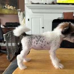 Girl 1 - Chinese Crested puppy from Ambush Kennel