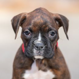 Red - Brindle female Boxer puppy in Georgia from Stephanie’s Boxers