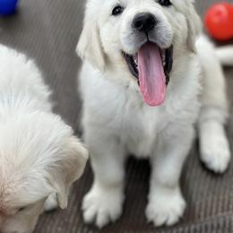 Golden Retriever Puppies from Pushin’ Sand Goldens