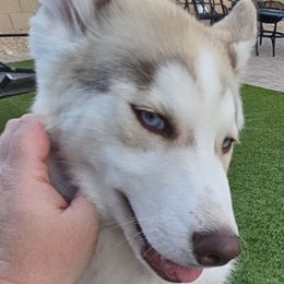 Kane Brown - I'M THE LAST ONE - Sable and white male Siberian Husky puppy in Surprise, Arizona from Country Heart Kennel