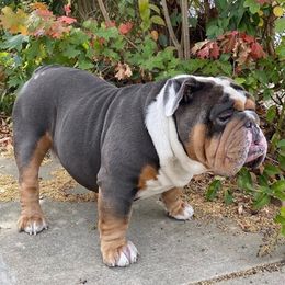 Bulldogs from NorCal Bulldogs