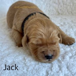 One Male Available - Golden male Golden Retriever puppy in La Verne, California from 4LoveofGoldens
