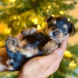 Stitch - Blue and gold male Yorkshire Terrier puppy in Phoenix, Arizona from De La Cruz Yorkies