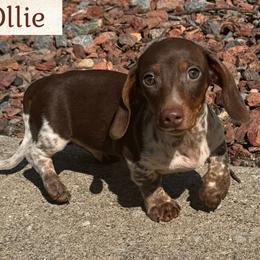 Ollie - Piebald male Dachshund puppy in Sauk Village, Illinois from Midwest Timberland Pups