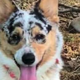 Border Collies, Dachshunds, and Pembroke Welsh Corgis from Whisenhunt Farms