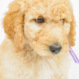 Poodle Puppies from DoodleHaven