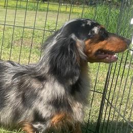Batman - Dachshund