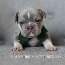 RIVER - Tricolors male French Bulldog puppy in Blue Ridge, Texas from Beason’s HomeGrown Frenchies