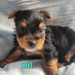 Girl 1 - Black and tan female Yorkshire Terrier puppy in Adams, North Dakota from Mathiasons Little Barkers