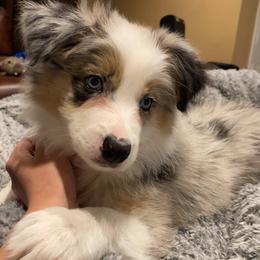 Border Collie Puppies from Flying S Ranch Border Collies