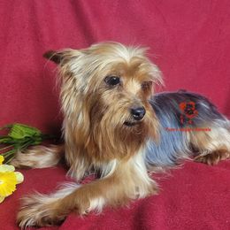 Gypsy - Yorkshire Terrier