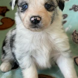 Bluey - Australian Shepherd puppy from Wagon Wheel Aussies and Corgi’s