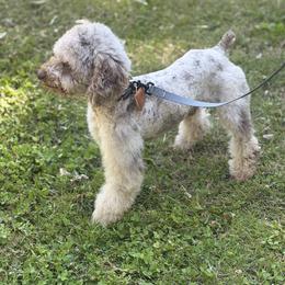 Old English Sheepdog, Poodle, Sheepadoodle, and Yorkipoo All Grown Up from Love Tallulah Sheepadoodles LLC