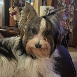 Austin - Biewer Terrier