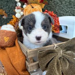 Sterling - Blue male Pembroke Welsh Corgi puppy in Paxton, Illinois from McGovern Family Corgis