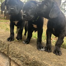 Females - Black brindle female Cane Corso puppy in Charlotte, North Carolina from Res Ipsa Kennels