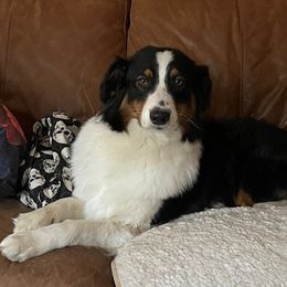 Australian Shepherd puppies from Silverchip Aussies