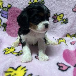 Rehaina - Tri-color female Cavachon puppy in Hudson, Massachusetts from Lindsey's Waggingtails Cavachons & Cavaliers