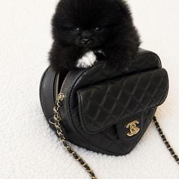 Teacup Rasberry - Black female Pomeranian puppy in Sacramento, California from Carousel Poodles & Pomeranians