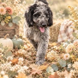 Cappuccino - Merle male Labradoodle puppy in Kingston, Georgia from CC Familydoodles