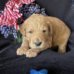 Goldendoodle Puppies from Doodlesoflove