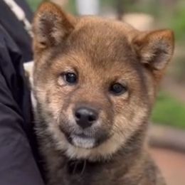Kasmi Mameshiba - Shiba Inu