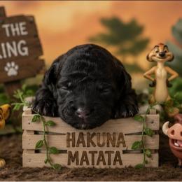 Pumbaa - Black and white male Shihpoo puppy in Hertford, North Carolina from Heaven Sent Shihpoo's