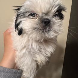Pluto - Black and white male Shih Tzu puppy in Azusa, California from RJ Shih Tzu lover